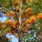 Silk Oak  100 Seeds  Grevillea robusta