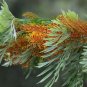 Silk Oak  100 Seeds  Grevillea robusta