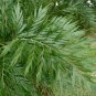 Silk Oak  100 Seeds  Grevillea robusta
