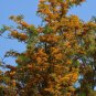 Silk Oak  100 Seeds  Grevillea robusta