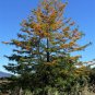 Silk Oak  100 Seeds  Grevillea robusta