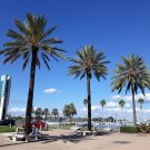 Date Palm Phoenix dactylifera 10 Seeds
