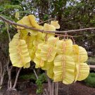 Jamaican Dogwood 20 Seeds Piscidia piscipula Jamaican Dogwood 20 Seeds Piscidia piscipula