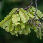 Jamaican Dogwood  20 Seeds  Piscidia piscipula