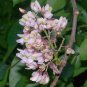 Jamaican Dogwood  20 Seeds  Piscidia piscipula