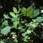 Jamaican Dogwood  20 Seeds  Piscidia piscipula