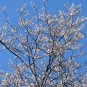 Jamaican Dogwood  20 Seeds  Piscidia piscipula