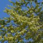Jamaican Dogwood  20 Seeds  Piscidia piscipula