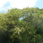 Jamaican Dogwood  20 Seeds  Piscidia piscipula