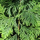 Hinoki Cypress Chamaecyparis obtusa 100 Seeds Hinoki Cypress Chamaecyparis obtusa 100 Seeds