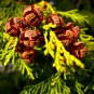Hinoki Cypress Chamaecyparis obtusa 100 Seeds