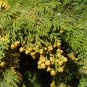 Hinoki Cypress Chamaecyparis obtusa 100 Seeds