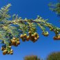 Hinoki Cypress Chamaecyparis obtusa 100 Seeds