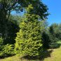 Hinoki Cypress Chamaecyparis obtusa 100 Seeds