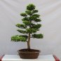 Hinoki Cypress Chamaecyparis obtusa 100 Seeds