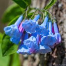Virginia Bluebells Mertensia virginica 75 Seeds