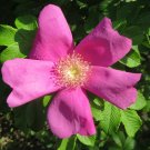 Rugosa Rose Beach Rose Rosa rugosa 100 Seeds