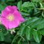Rugosa Rose Beach Rose Rosa rugosa 100 Seeds