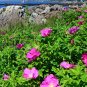 Rugosa Rose Beach Rose Rosa rugosa 100 Seeds
