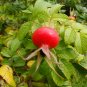 Rugosa Rose Beach Rose Rosa rugosa 100 Seeds