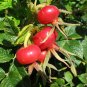 Rugosa Rose Beach Rose Rosa rugosa 100 Seeds