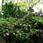 Rugosa Rose Beach Rose Rosa rugosa 100 Seeds