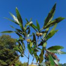 Willow Oak Quercus phellos 20 Seeds Willow Oak Quercus phellos 20 Seeds