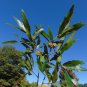 Willow Oak Quercus phellos 20 Seeds