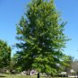 Willow Oak Quercus phellos 20 Seeds