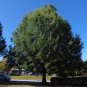 Willow Oak Quercus phellos 20 Seeds