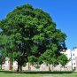 Willow Oak Quercus phellos 20 Seeds
