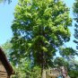 Willow Oak Quercus phellos 20 Seeds