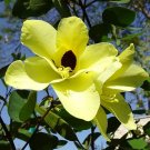 Yellow Orchid Tree 5 Seeds Bauhinia tomentosa Yellow Orchid Tree 5 Seeds Bauhinia tomentosa