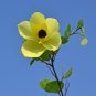 Yellow Orchid Tree 5 Seeds Bauhinia tomentosa