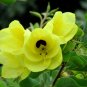 Yellow Orchid Tree 5 Seeds Bauhinia tomentosa