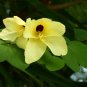 Yellow Orchid Tree 5 Seeds Bauhinia tomentosa