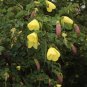 Yellow Orchid Tree 5 Seeds Bauhinia tomentosa