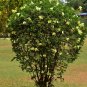 Yellow Orchid Tree 5 Seeds Bauhinia tomentosa