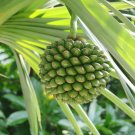 Screw Pine Pandanus utilis 5 Seeds