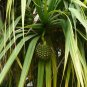 Screw Pine Pandanus utilis 5 Seeds