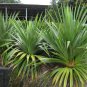 Screw Pine Pandanus utilis 5 Seeds