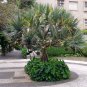 Screw Pine Pandanus utilis 5 Seeds