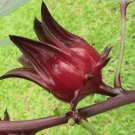 Roselle   Florida Cranberry   Hibiscus sabdariffa   5 Seeds