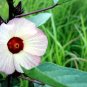 Roselle   Florida Cranberry   Hibiscus sabdariffa   5 Seeds