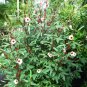 Roselle   Florida Cranberry   Hibiscus sabdariffa   5 Seeds
