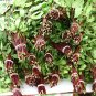 Roselle   Florida Cranberry   Hibiscus sabdariffa   5 Seeds
