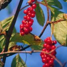 Magnolia Vine 20 Seeds Schisandra chinensis Magnolia Vine 20 Seeds Schisandra chinensis