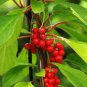 Magnolia Vine 20 Seeds Schisandra chinensis