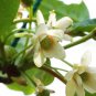 Magnolia Vine 20 Seeds Schisandra chinensis
