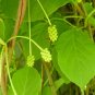 Magnolia Vine 20 Seeds Schisandra chinensis